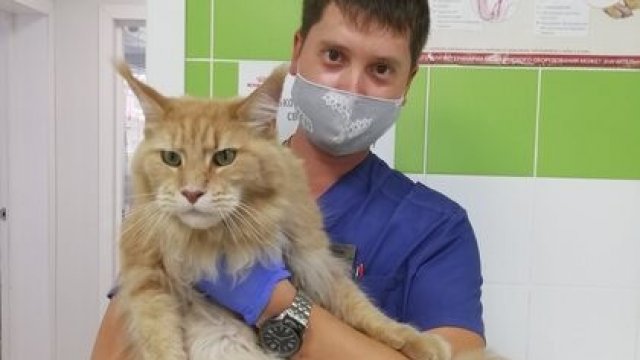 Франшиза Доктор Зоо