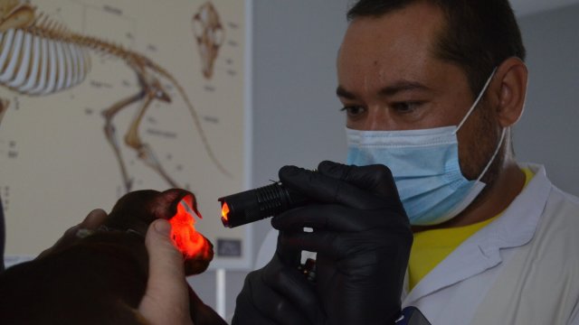 Франшиза Доктор Зоо