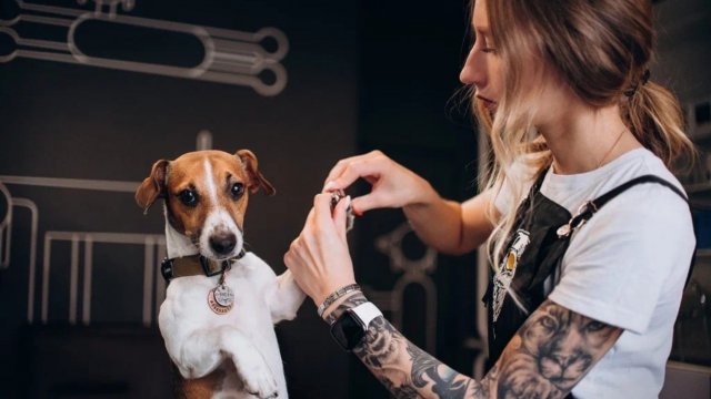 Франшиза BARBERDOG