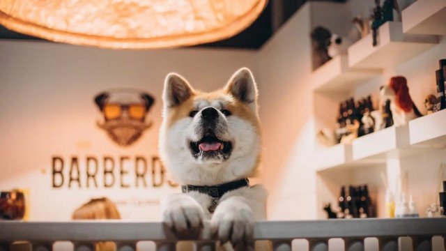 Франшиза BARBERDOG