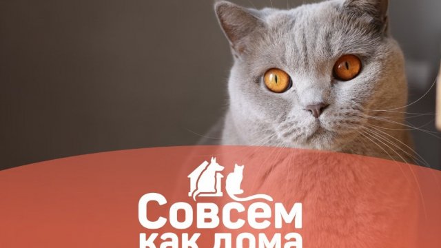 Совсем как дома