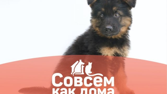 Совсем как дома