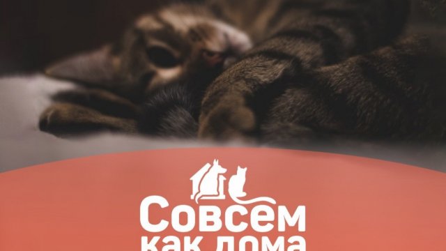 Совсем как дома