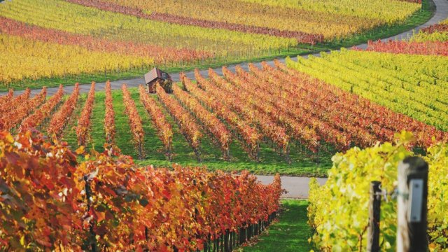 Франшиза Мильстрим