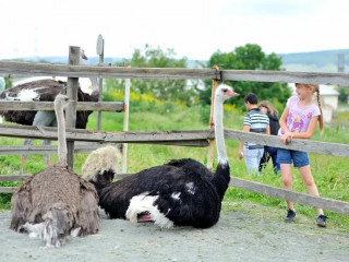 Страусиная ферма «Страуслэнд» Московская область