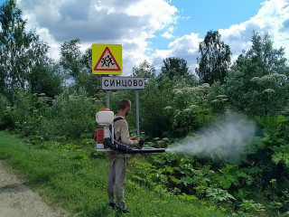 Истребление борщевика Сосновского