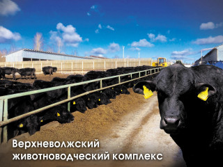 Племенной репродуктор КРС в Тверской области