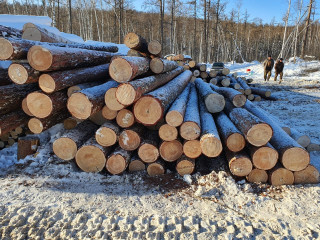 Лесной бизнес для заготовки древесины