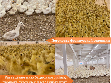 Бизнес по разведению уток Мулард