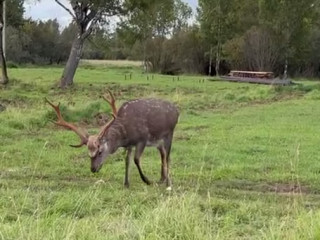 Вольерное хозяйство в Ярославской области