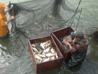 Рыбоводное предприятие (прудовое хозяйство)