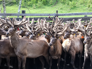 Мараловодческое хозяйство в Горном Алтае