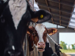 Действующее сельхоз предприятие с 250 дойным стадом и 4000 га пашни