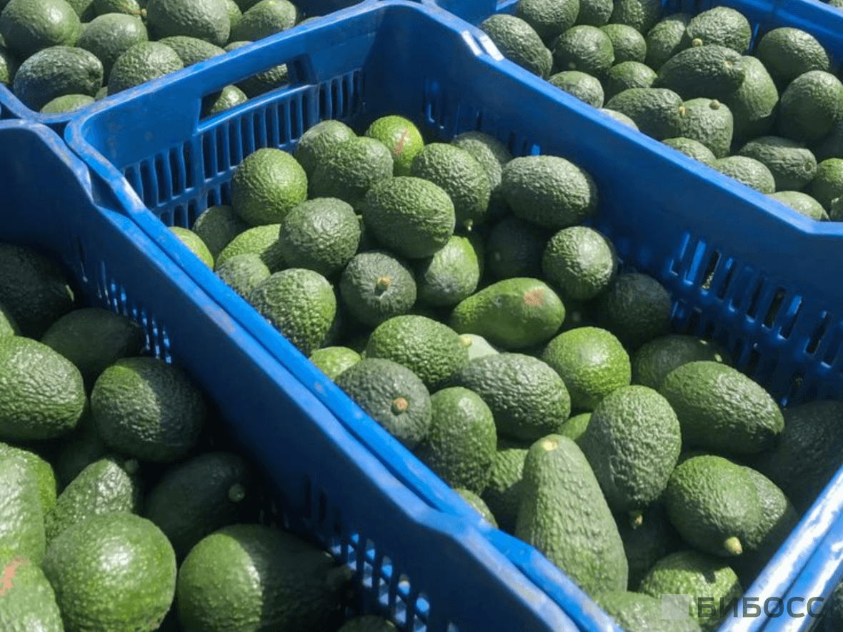 Продажа и покупка авокадо