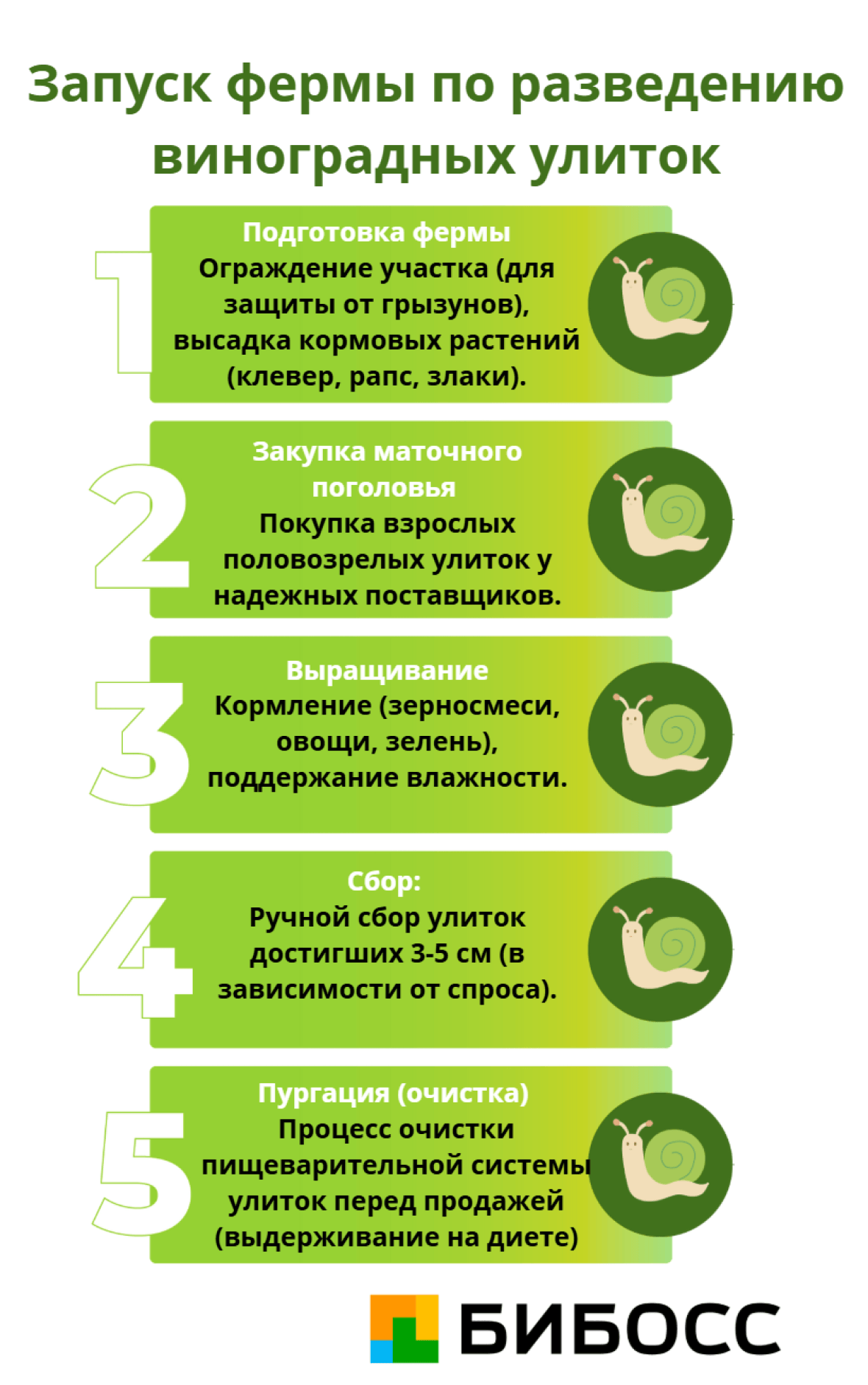 этапы запуска фермы по выразиванию улиток
