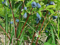 Выращивание жимолости для продажи свежей ягоды