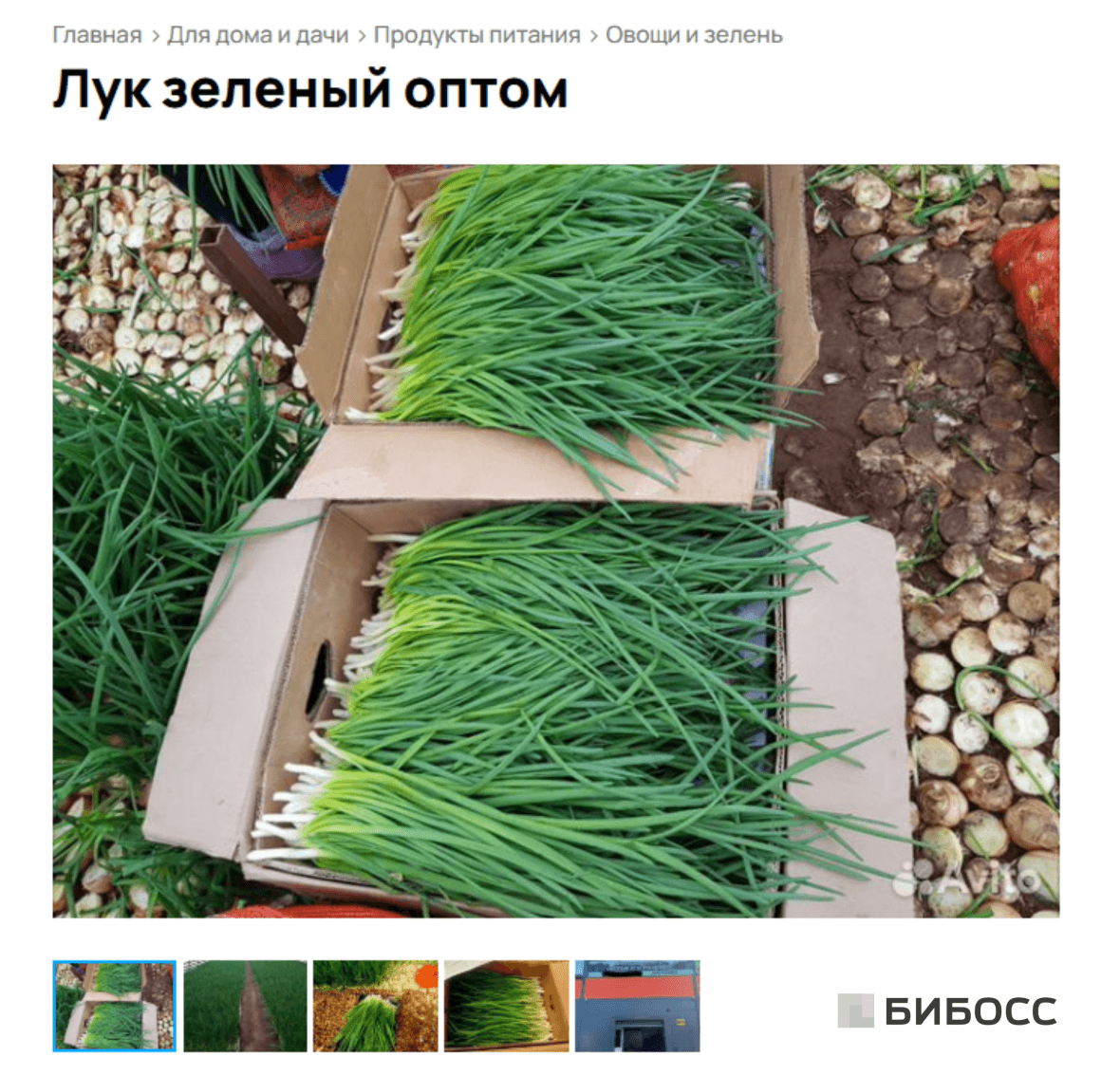 выращивание зеленого лука как бизнес