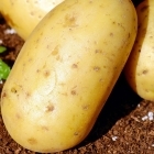 Бизнес план по выращиванию картофеля