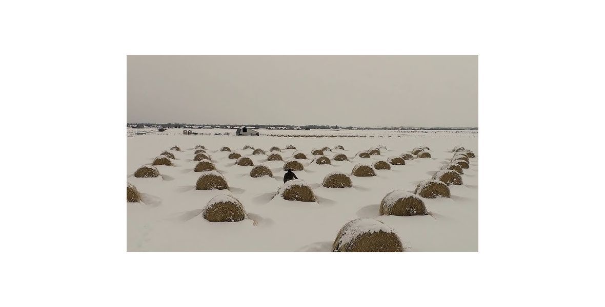 Bale grazing