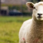 Бизнес план овцеводства