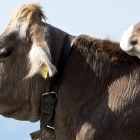 Бизнес план фермы по разведению крупного рогатого скота
