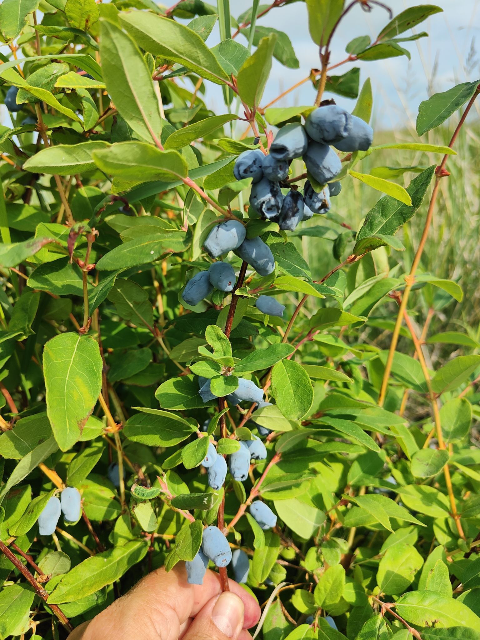 Выращивание жимолости для продажи свежей ягоды