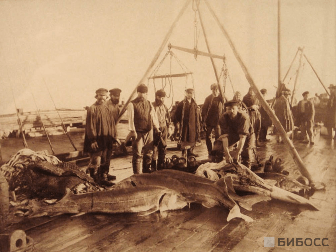 Историческая фотография ловли осётров