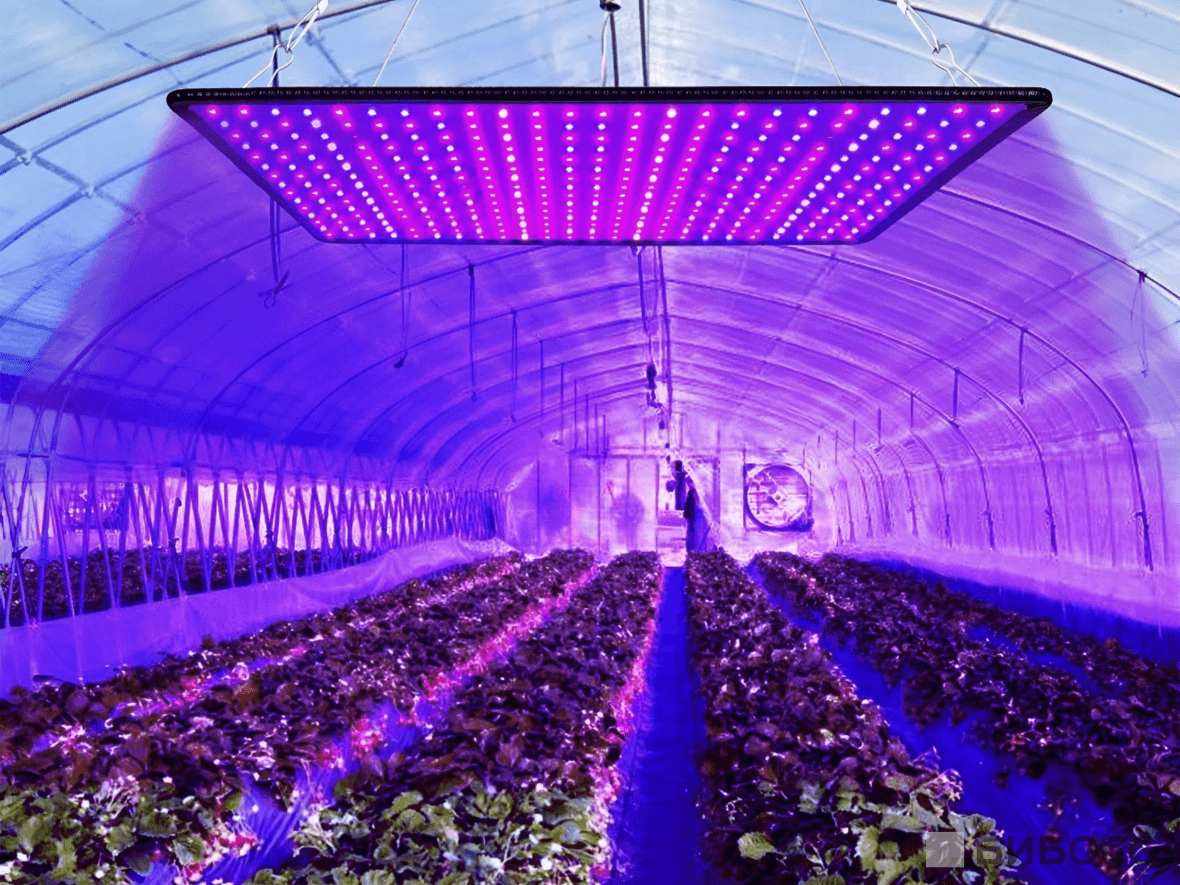 Как обустроить теплицу для выращивания авокадо в промышленных масштабах