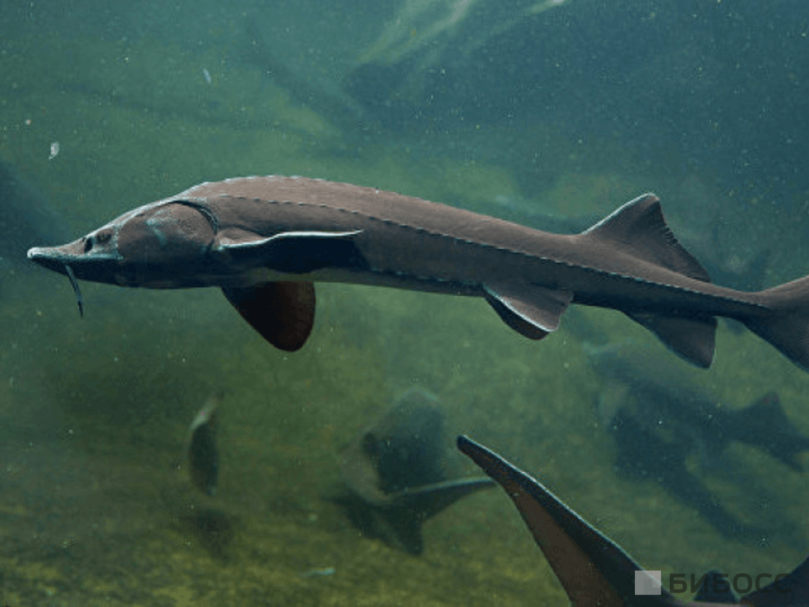 Осётр в аквариуме