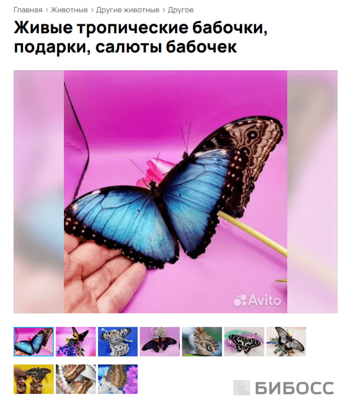 виды бабочек