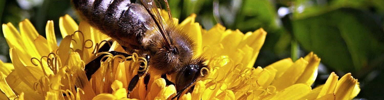 Как открыть пчеловодство?