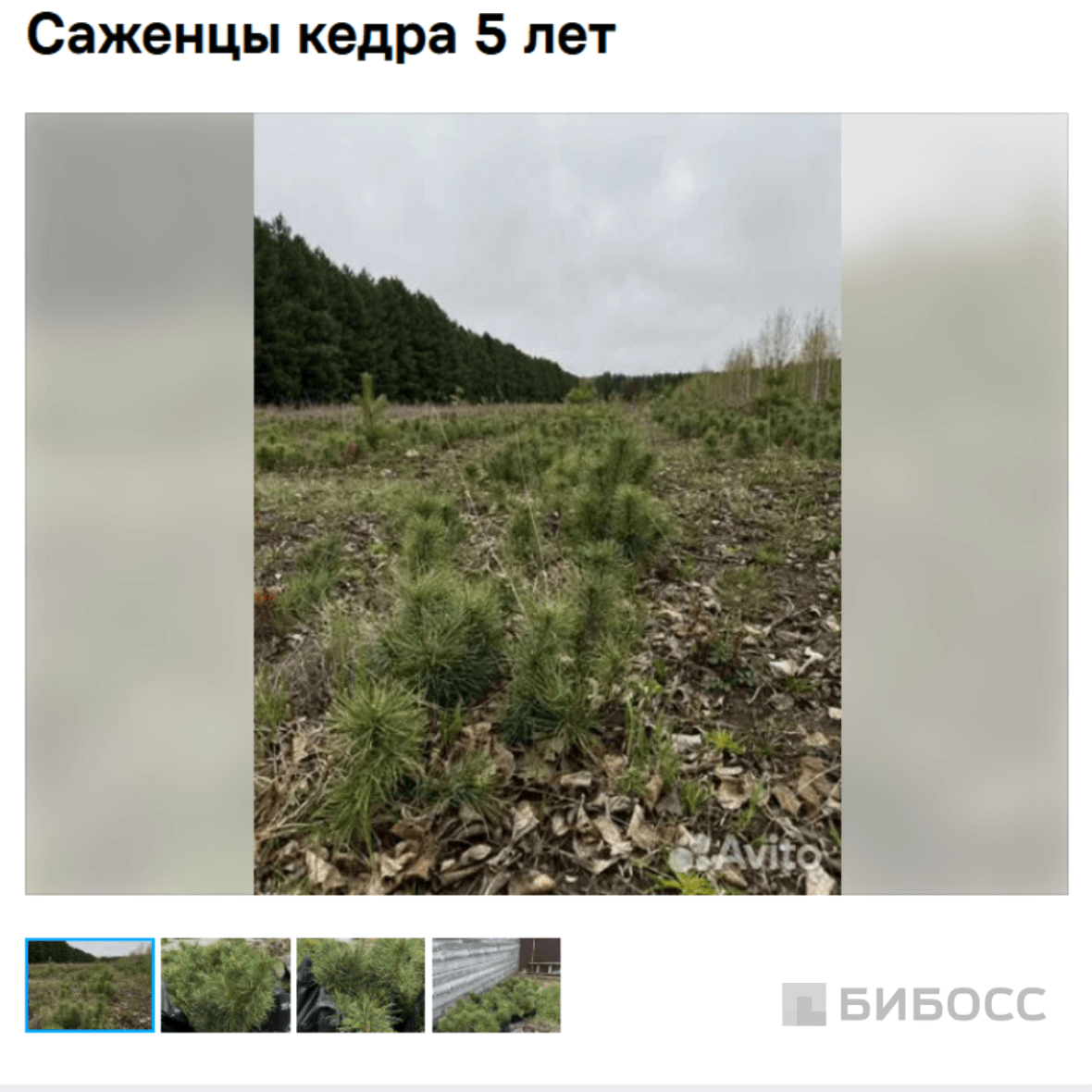  питомник кедровых саженцев