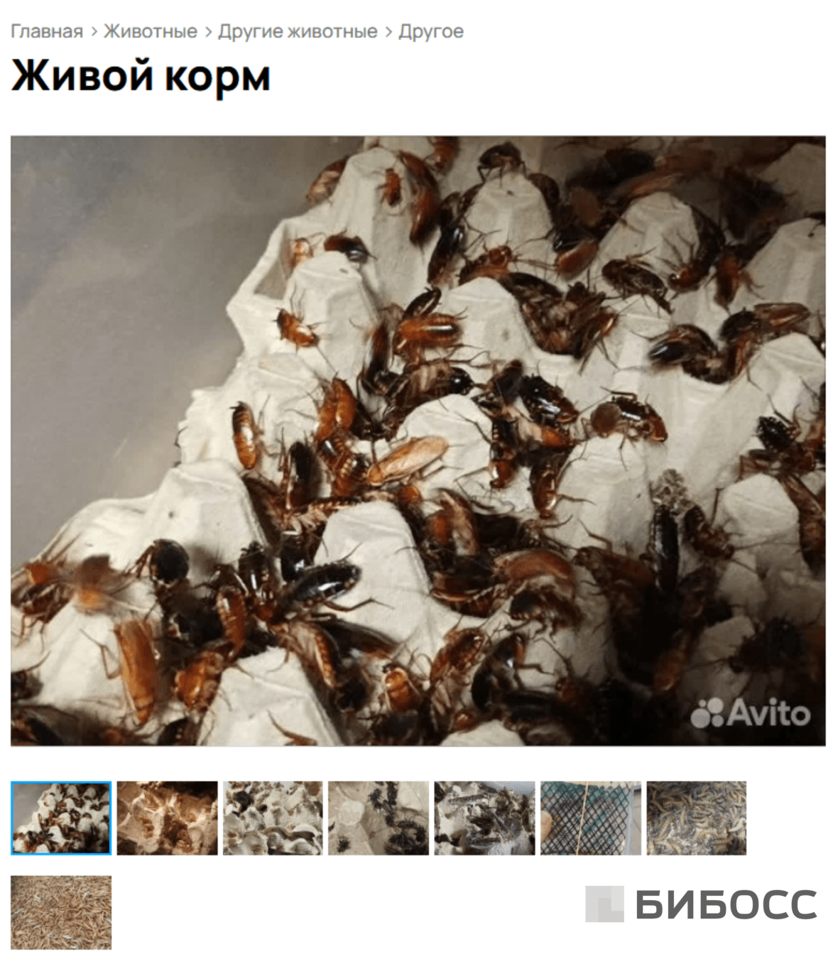 разведение кормовых тараканов