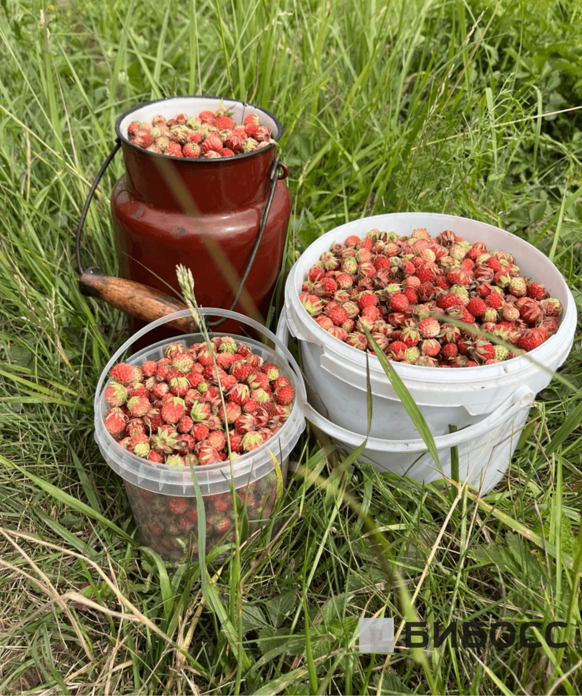 луговая клубника на продажу