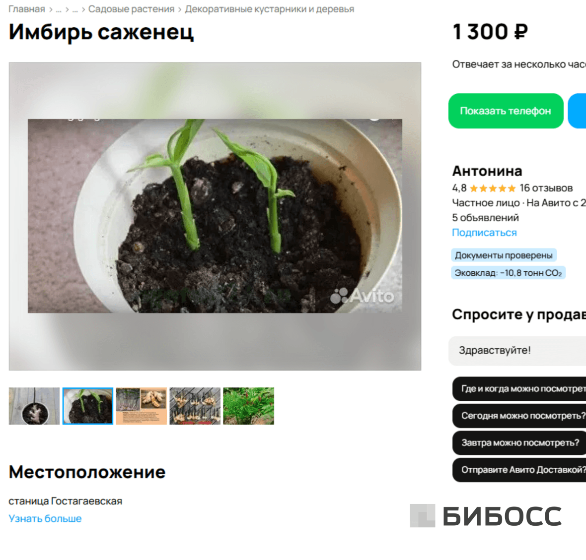 продажа саженцев имбиря