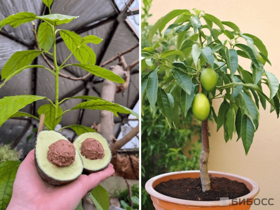 Как выращивают авокадо