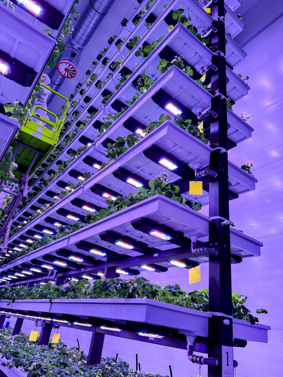 10 ярусов на 185 м2 - одна камера выращивания. Комплекс был построен на 4и камеры выращивания.