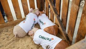 Вот такие милые заказы бывают у франчайзи сети "НадоСрочно".