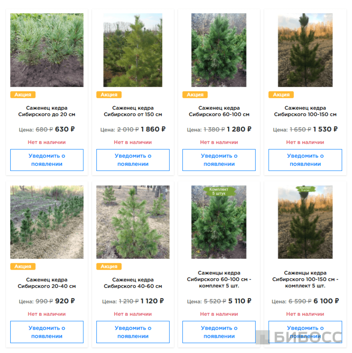 сколько можно заработать на кедрах
