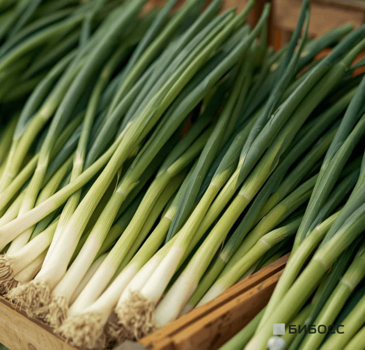 бизнес-идея выращивание зеленого лука