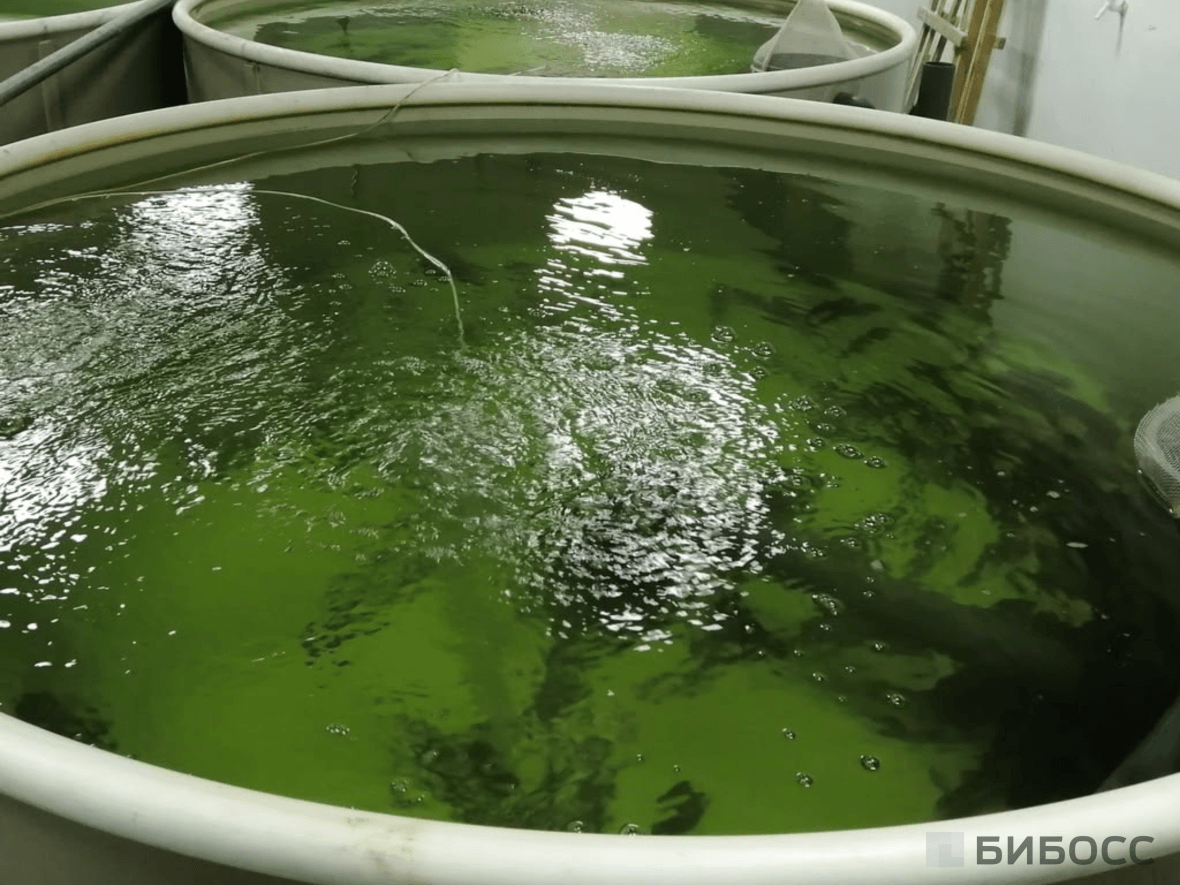 Система УВЗ для осетровых