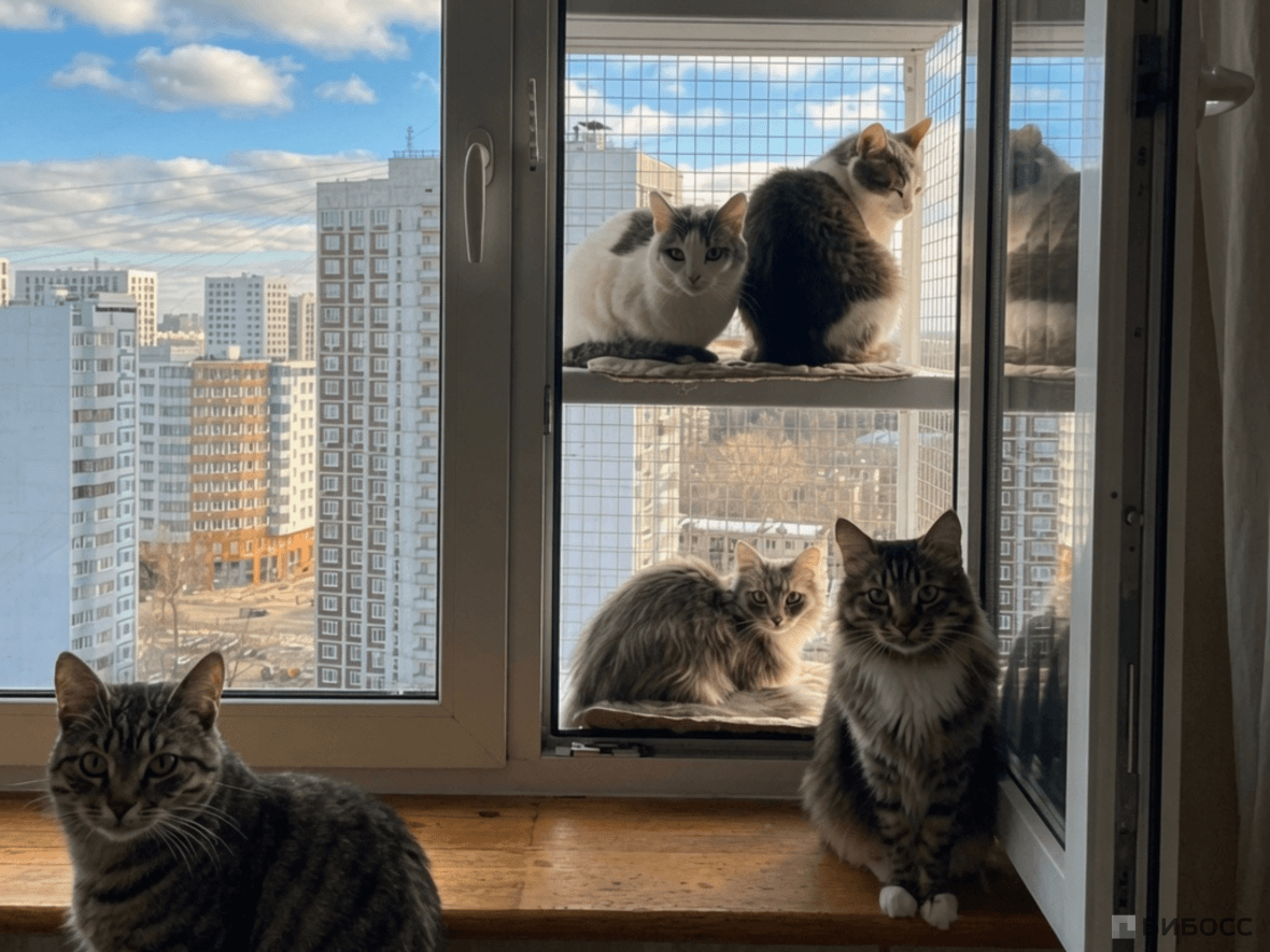 Большие котобалконы для нескольких кошек
