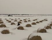 Bale grazing