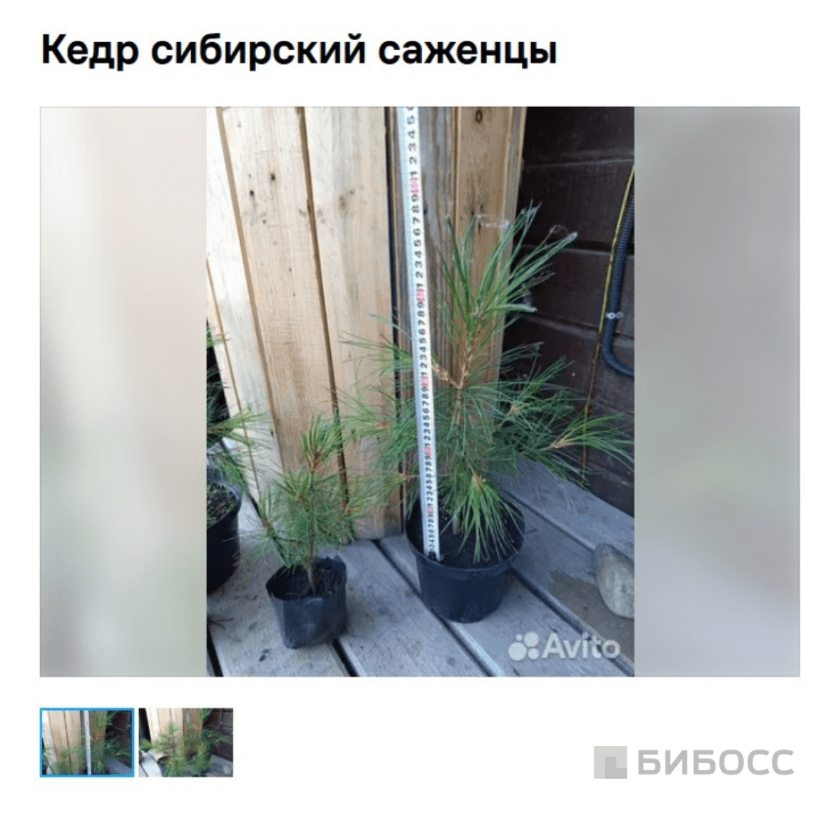 саженцы кедра на авито
