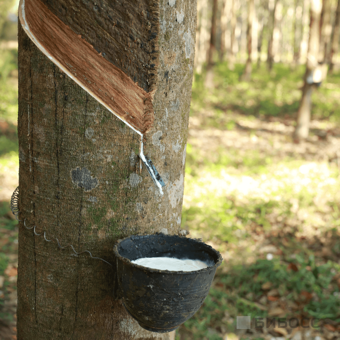 сбор латекса с гевеи